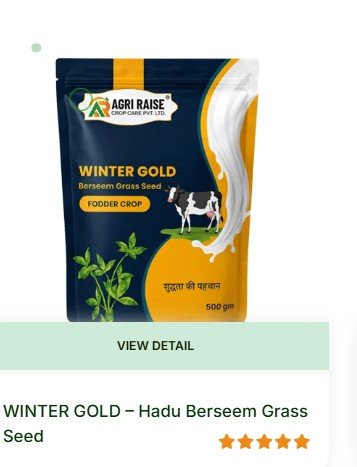 WINTER GOLD Hadu berseem grass seed by Agri Raise for berseem variety selection