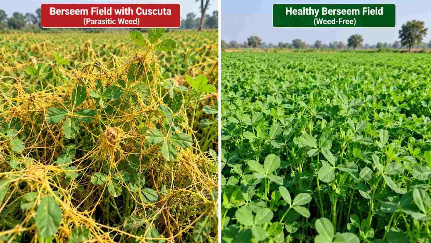 Berseem weed management comparing a Cuscuta-infested field and a clean field