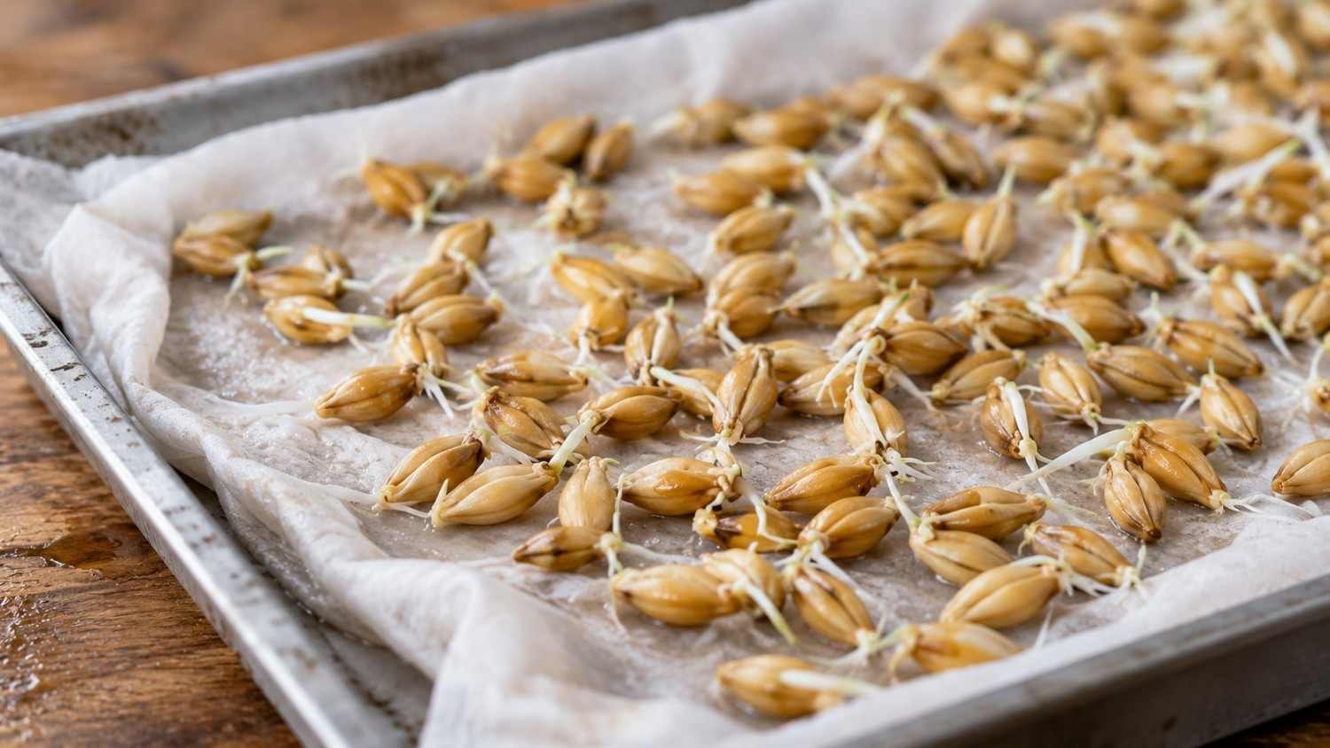 Barley seeds sprouting in a home test before buying at the barley seed price per kg