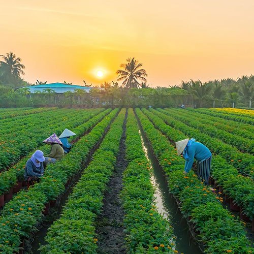 The Importance of High-Quality Seeds in Modern Farming