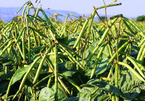 How to Start Moong Farming in India Successfully