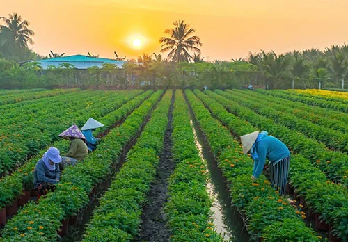 The Importance of High-Quality Seeds in Modern Farming