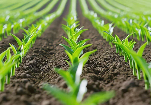 Sustainable Farming Practices for Better Crop Productivity