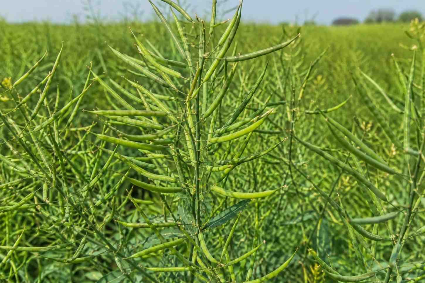 Hybrid Mustard Seeds: Complete Guide for High Yield Farming - Agri Raise