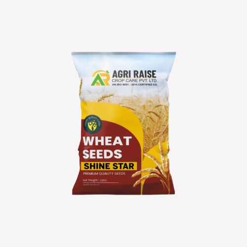 Shine Star – Wheat Seeds