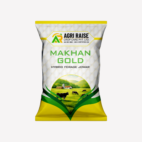 MAKHAN GOLD – Hybrid Forage Jowar