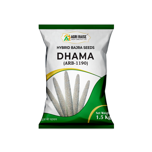 DHAMA (ARB-1190) – Hybrid Bajra Seeds