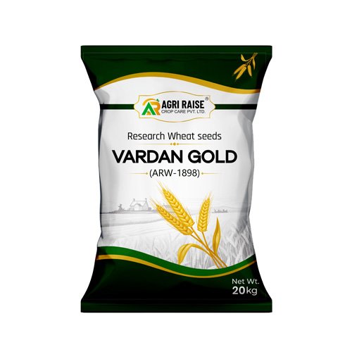 VARDAN GOLD (ARW-1898) Research Wheat Seeds - Agri Raise
