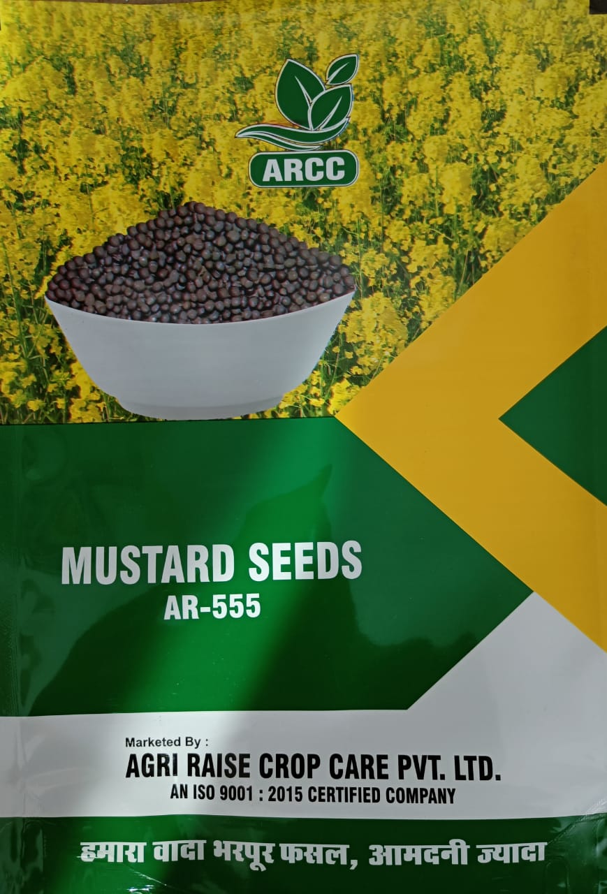 Mustard AR555 Research Mustard Seeds Agri Raise