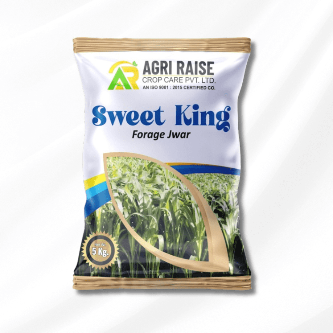 Sweet King Forage Jwar